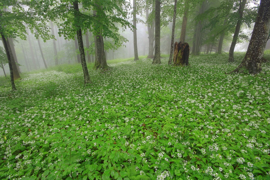 MarjanArtnak gozd kocevsko1