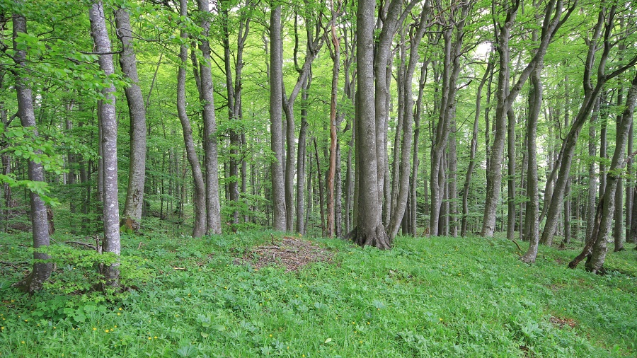 MarjanArtnak pragozdkrokar kocevsko1