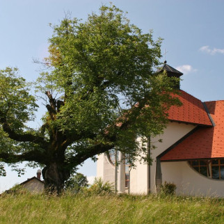 NAJDEBELEJSI SLOVENSKI OREH